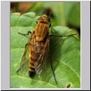 Thereva nobilitata - Stilettfliege w04b 12mm.jpg